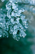 ice on pine