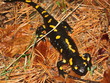 feuersalamander