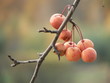 apples