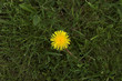 dandelion on green