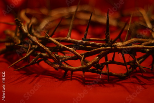 Photo: crown of thorns crown of thorns