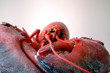 lobbie the lobster lobbie the lobster
