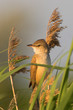 portrait of a warbler portrait of a warbler