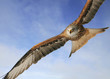 eagel