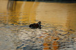 harlequin duck