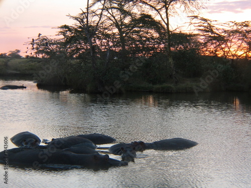 Photo: hippos in africa hippos in africa