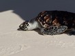 tortuga carey 2