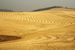 wheat field 8
