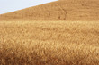 wheat field 10