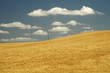 wheat field 13