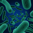 bacteria