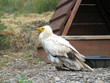 rapace pyrénéen