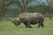 Photo: white rhino white rhino