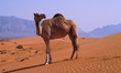 camel at the border uae oman