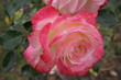 rosier