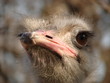 ostrich