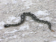 serpent