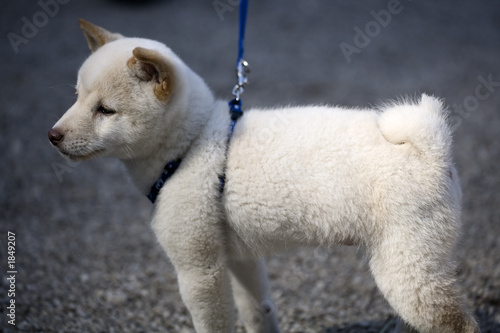 flauschiger weißer hund von Goldblick, lizenzfreies Foto 1849207 auf