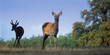 deer