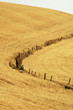 fence line in wheat