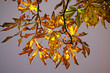 Foto: feuilles d`automne 2 feuilles d`automne 2