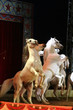 circus spectacle