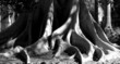 black and white image of the exposed roots of an old large tree