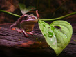 australian tree frog