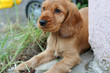 puppy