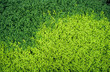 two tone green moss background