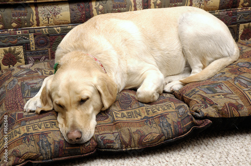 Sleeping Labrador