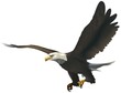 bald eagle