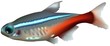 neon tetra