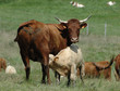 vache vache