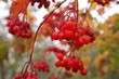 kalina_red kalina_red