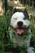 american pitbull terrier dog in a bush american pitbull terrier dog in a bush