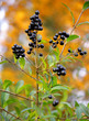 Foto: baies d`automne 1 baies d`automne 1