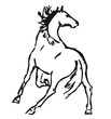 wild horse