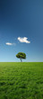 single tree in green meadow - xxl file