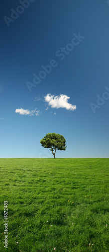 single tree in green meadow - xxl file
