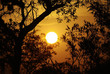 african bush sunset african bush sunset