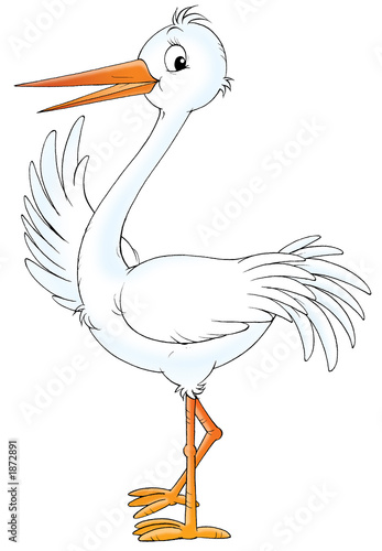 white stork