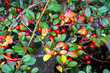 Foto: baies d`automne 2 baies d`automne 2