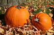 citrouilles d'automne