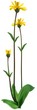 leopard's bane (arnica montana) 1