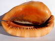 cypraecassis rufa