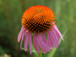 fleurs 4