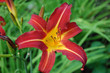 fleurs 3