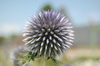fleurs 2