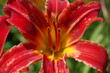 fleurs 1